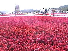 花園大道