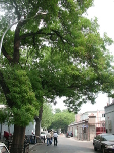北京、槐の街路樹